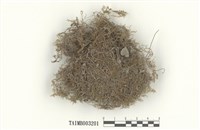 藏品(羽苔屬)的圖片